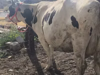Sigir, Russian Black pied cattle — 8-rasm