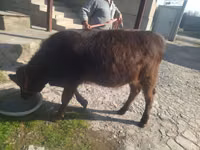 母牛, Swiss cattle — 照片 3