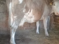 Vaca, Simmental cattle — foto 1