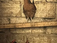 Chickens — foto 5
