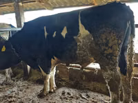 Býk, Russian Black pied cattle — foto 1