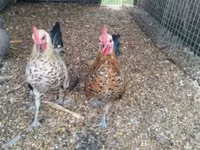 Dutch Bantam — photo 6