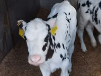 Bovins (lot, sexe non indiqué), Russian Black pied cattle — photo 7