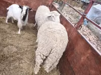Bélier, Moutons — photo 4