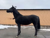 Toychoq, Akhal-Teke — 3-rasm