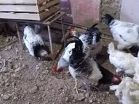 Chickens — foto 5