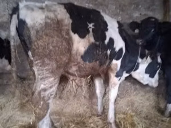 公牛, Russian Black pied cattle