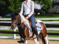 Caballo, Pinto horses — foto 7