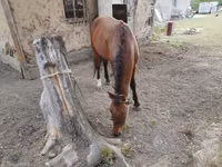 Cheval, Karachay horse — photo 3