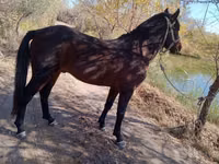 Cheval, Karabair horse — photo 4