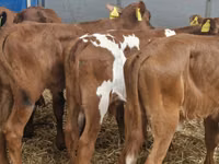 Skot (série, pohlaví neuvedeno), Simmental cattle — foto 2