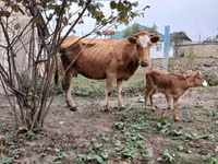 காளை, மாடுகள் — புகைப்படம் 1