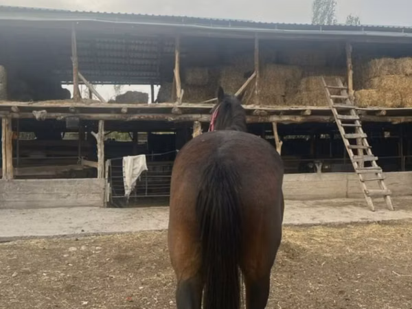 Jument, Percheron