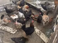 Chickens — zdjęcie 8