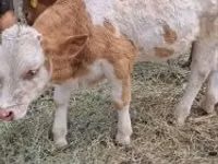 ثور, Simmental cattle — الصورة 3
