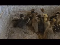 Ducks — foto 1