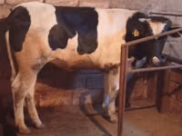 ძროხა, Russian Black pied cattle — ფოტო 1
