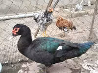 Ducks — zdjęcie 2
