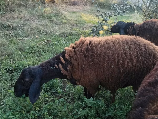 公羊, Sheep