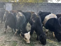 Taureau, Aberdeen-Angus — photo 1