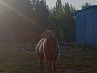 Widder, Rhon sheep — Foto 5