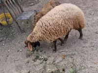 Ram, Sheep — photo 4
