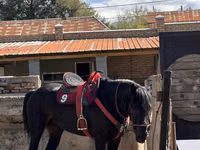 Horse (M), Horses — photo 5