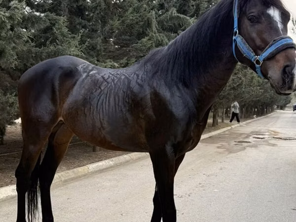 雄馬, Thoroughbred horse