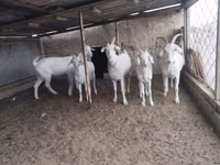 ஆண் வெள்ளாடு, வெள்ளாடுகள் — புகைப்படம் 4