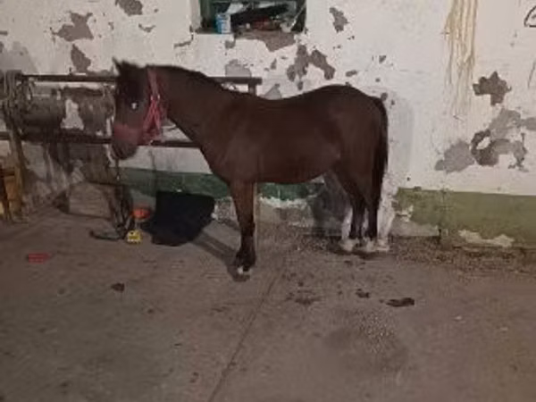 Kůň, Koně