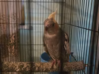 Məhsul: Nimfa papuqayları (Cockatiel) və qəfəs dəsti Təsvir: - — foto 1
