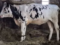 母牛, Russian Black pied cattle — 照片 2