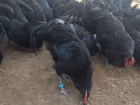 Australorp — Foto 2