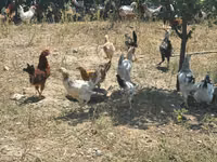 Chickens — zdjęcie 3