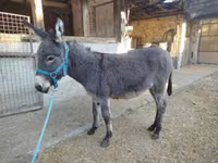 Kůň, Koně — foto 3