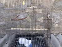 Böyük ölçülü quş qəfəsi - Material: metal barmaqlıqlar, plastik — 照片 1