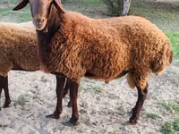 Beran, Ovce — foto 1