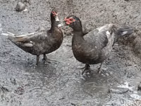 Evcil Misk ördeği — foto 1