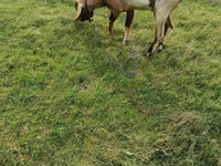 Kozioł, Kozy — zdjęcie 1