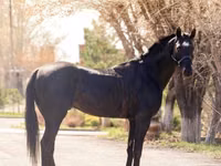 Hengst, Thoroughbred horse — Foto 3