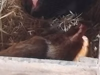 Chickens — foto 1