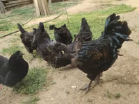 Chickens — zdjęcie 7