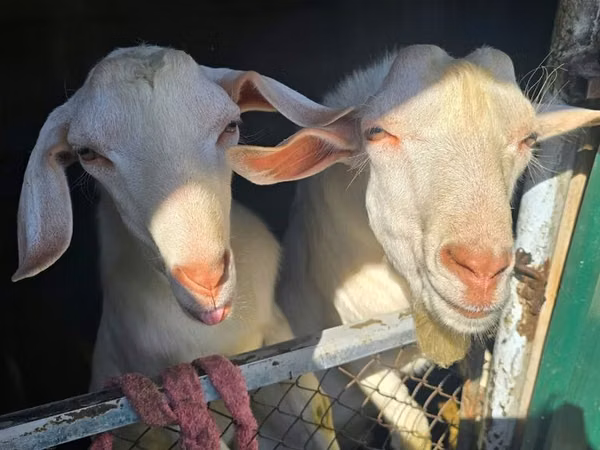 Kozy (partia, płeć nieokreślona), Beetal goats
