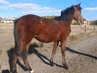 Kůň, Hungarian horse breed — foto 1