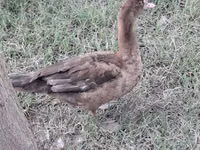 Domestic Muscovy — 1-rasm