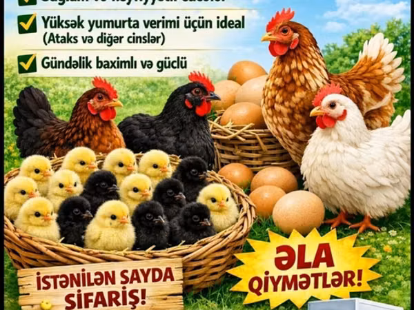 Chickens — Ázerbájdžán