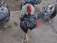 वायंडॉट — फ़ोटो 3