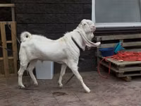 Kozel, Gulabi goats — foto 1