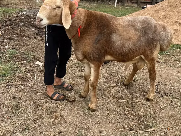 ஆண் ஆடு, Arashan sheep