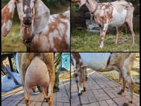 Ziege, Nubian Goat — Foto 1